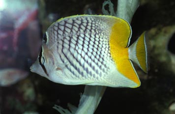 Pez mariposa (Chaetodon xanthurus)