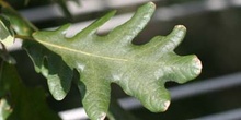Rebollo / melojo - Hoja (Quercus pyrenaica)