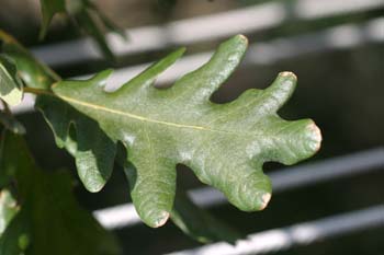 Rebollo / melojo - Hoja (Quercus pyrenaica)