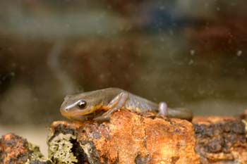 Tritón ibérico (Triturus boscai)