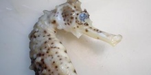 Caballito de mar (Hippocampus sp.)