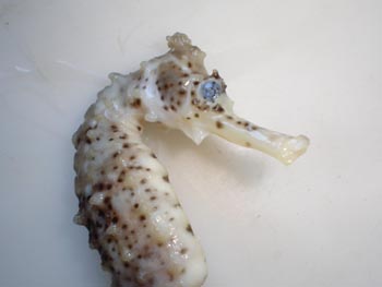 Caballito de mar (Hippocampus sp.)