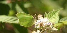 Limonera (gonepteryx rhamni)