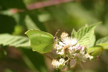 Limonera (gonepteryx rhamni)