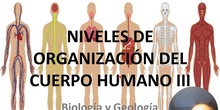 Niveles de organización del cuerpo humano (III)