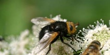 Mosca parásita (Tachina grossa)