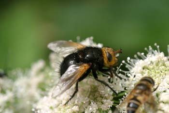 Mosca parásita (Tachina grossa)