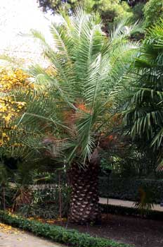 Palmera