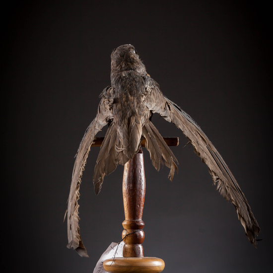 IES_SANISIDRO_MUSEO_Aves_139