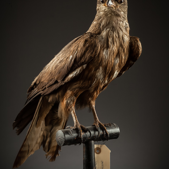 IES_SANISIDRO_BIOLOGIA_104