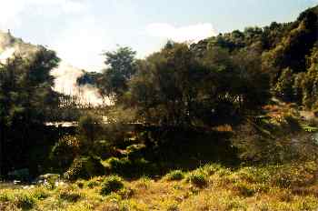 Bosque en el valle Waimangu, Nueva Zelanda