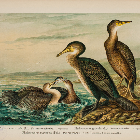 IES_CARDENALCISNEROS_AVES_LAMINAS_089