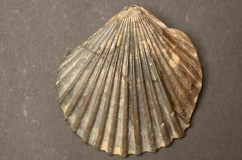 Pseudopecten equivalvis (Bivalvo) Jurásico