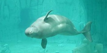 Beluga (Delphinapterus leucas)