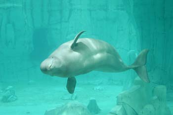 Beluga (Delphinapterus leucas)