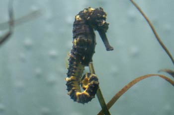 Caballito de mar (Hippocampus sp)