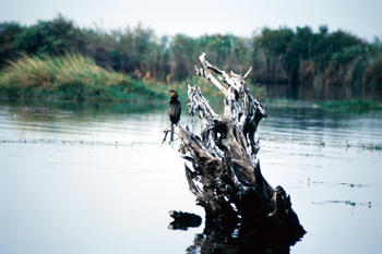 Anhinga sobre el río Chobe, Botswana