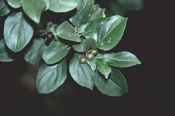 Espino cerval (Rhamnus cathartica)