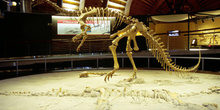 Plateosaurus (Prosaurópodo), Museo del Jurásico de Asturias, Col