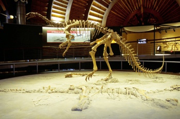 Plateosaurus (Prosaurópodo), Museo del Jurásico de Asturias, Col