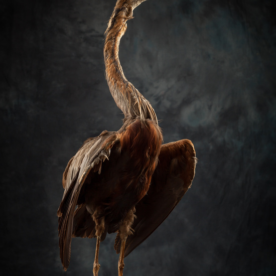 IES_SANISIDRO_BIOLOGIA_283