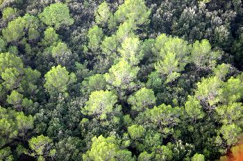 Follaje de árboles visto desde un globo, Cataluña