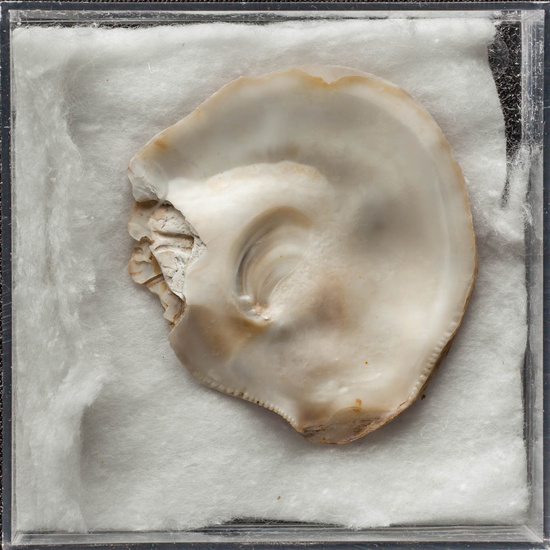 IES_ISABELLACATOLICA_BIOLOGIA_466