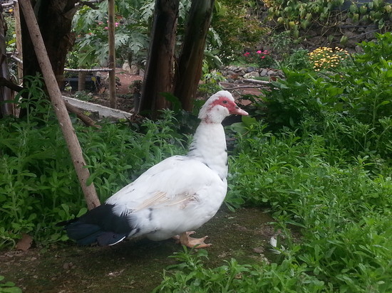 El Pato del Museo de Malvasía