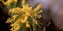 Mimosa - Flor (Acacia dealbata)