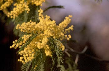 Mimosa - Flor (Acacia dealbata)