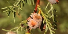 Ciprés de Arizona - Piñas (Cupressus arizonica)