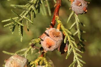 Ciprés de Arizona - Piñas (Cupressus arizonica)