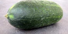 Pepino