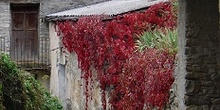 Detalle de casa con vegetación, Huesca
