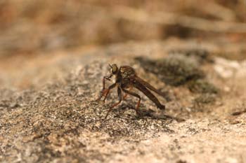 Mosca cazadora (Pamponerus germanicus)