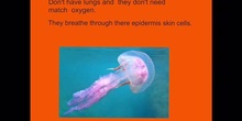  PRIMARIA - 4ºA - JELLYFISH - NATURAL SCIENCE - FORMACIÓN .mov