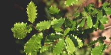 Quejigo - Hoja (Quercus faginea)