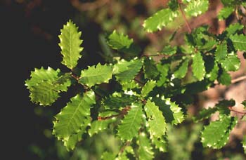 Quejigo - Hoja (Quercus faginea)