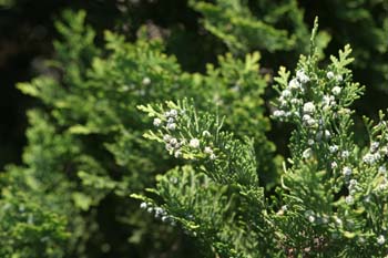 árbol de la vida chino (Thuja orientalis)