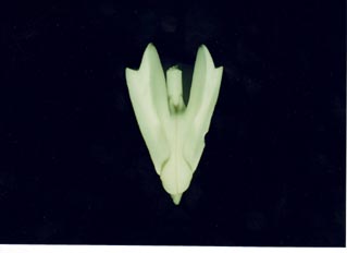 Erizo dientes (linterna de Aristoteles)