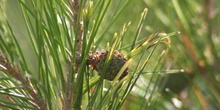 Pino carrasco - Piña jóven (Pinus halepensis)