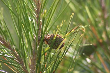 Pino carrasco - Piña jóven (Pinus halepensis)