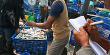 Pesando el pescado, Jakarta