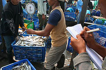 Pesando el pescado, Jakarta