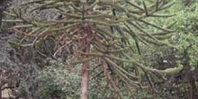 Pehuén-Porte (Araucaria araucana)