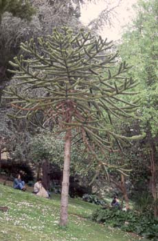 Pehuén-Porte (Araucaria araucana)