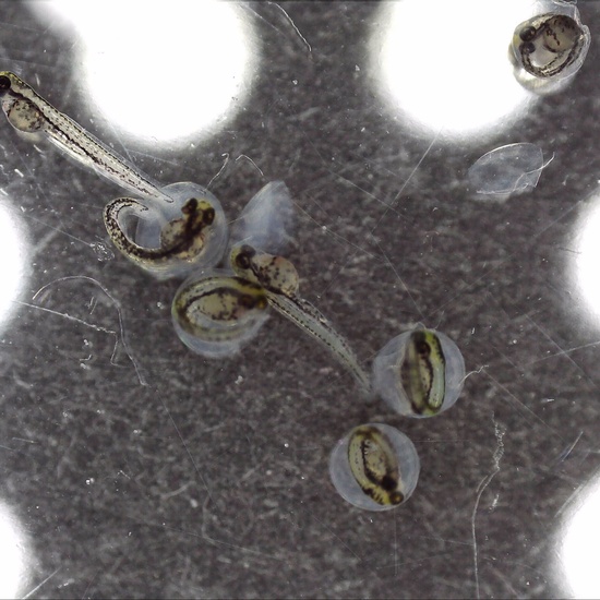 Día 3 - Peces Danio 