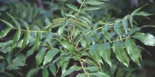 Fresno de hoja ancha - Hoja (Fraxinus excelsior)