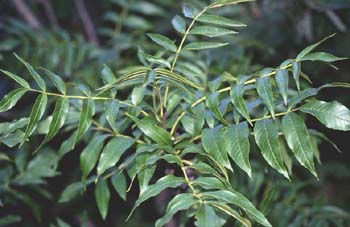 Fresno de hoja ancha - Hoja (Fraxinus excelsior)