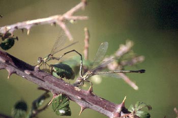 Caballito del diablo (Lestes sponsa)